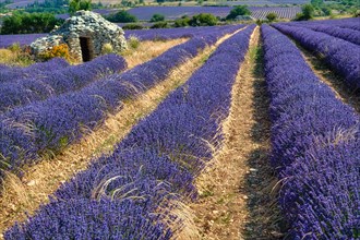 Borie on lavender field