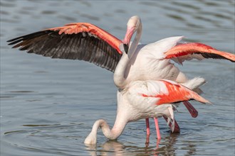 Greater Flamingo