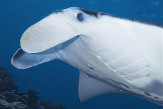 Giant ray manta ray