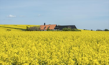 Landscape with blooming rapeseed fields in Ystad municipality