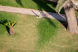 Sidewalk in the palm garden