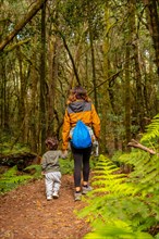 Mother and son walking through Las Creces trail in the mossy tree forest of Garajonay National Park