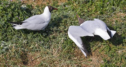 Black-headed Gulls