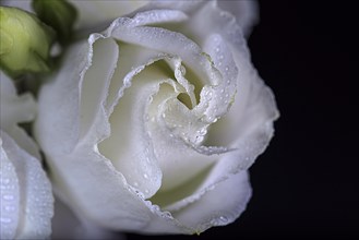 Close-up of a single white rose against a black background that has water hops on its leaves