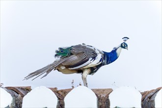 Peacock on a roof with white background and copy space