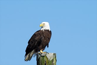 Adult bald eagle sitting on a wooden pole