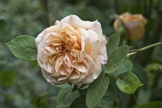 English shrub rose