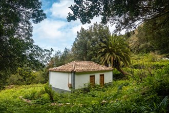 A local dwelling on the mountain in the evergreen cloud forest of Garajonay National Park