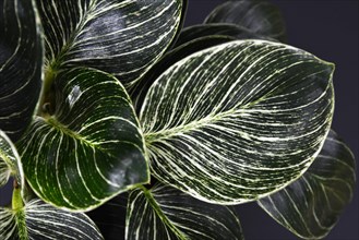 Leaf of exotic 'Philodendron Birkin' plant with beautiful white line patterns on dark green leaves