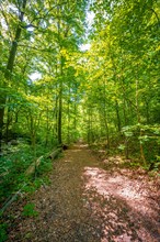 Forest path in a mixed forest in sunshine