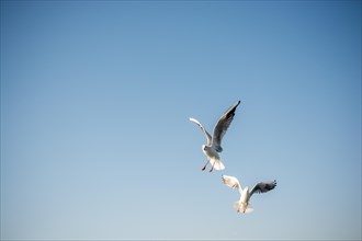 Pair of seagulls are flying in a sky as a background