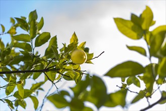 Low angle view of a fresh lemon and green leaves on lemon tree