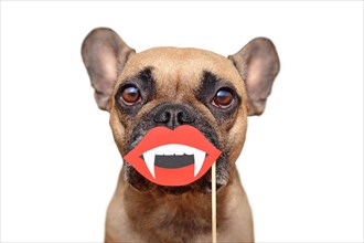 Funny Halloween French Bulldog dog with vampire mouth with fangs paper photo prop held in front of muzzle on white background