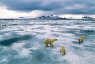 Polar bears on the ice in an arctic landscape