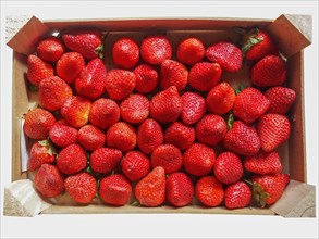Strawberries fruits in a crate