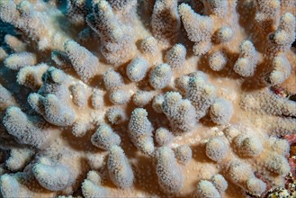 Large-fingered leather coral