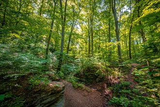Limestone rocks in the mixed forest at Burschenplatz in the Rautal forest area with sun star in summer