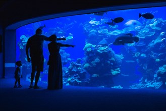 Silhouette of parents who show fish in an aquarium to the little daughter