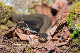 Two Grass snake
