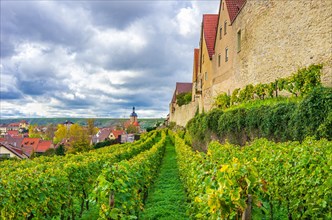 View along the medieval town wall through the vineyards in the upper town to the Regiswindis Church in the lower town