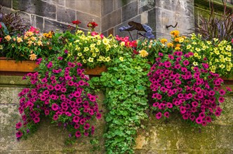 Beautiful and colourful urban decoration with flowers and plants in flower boxes in the outdoor area of the collegiate church of Tuebingen