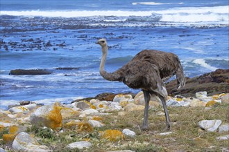 Female African ostrich