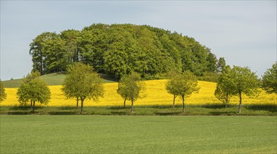 Landscape with blooming rapeseed fields in Ystad municipality