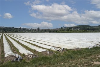 Asparagus cultivation under plastic sheeting in the Wipfelder Mainaue near Schweinfurt in Lower Franconia