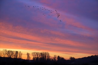 A flock of wild geese flying in the dawn