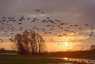 Wild geese flying over the Altrhein at dawn