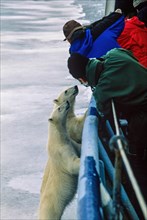 Tourists photographing Polar Bears from a ship in the Arctic