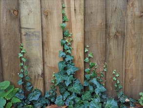 Ivy plant on fence