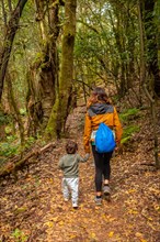 Mother and son hiking through Las Creces on the trail in the mossy tree forest of Garajonay National Park