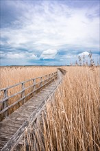 Footbridge on the lake with reeds