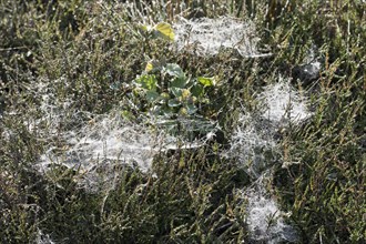 Dove-covered spider webs in ground vegetation