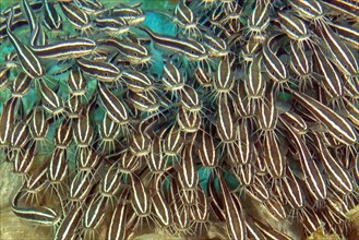 Close-up of small school of poisonous fish striped eel catfish