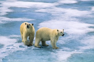 Polar bears on the ice in the Arctic