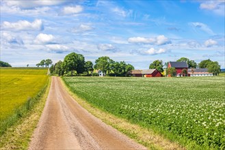 Gravel road to a farm in the country by a blooming potato field in Sweden