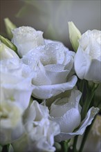 Close-up of several white roses that have water drops on their leaves