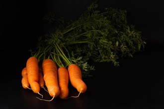 Bunch of fresh carrots isolated on a black background