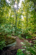 Limestone rocks in the mixed forest at Burschenplatz in the Rautal forest area with sun star in summer