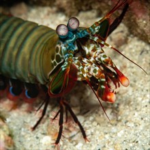 Close-up of head with stalk eyes Head portrait of peacock mantis shrimp