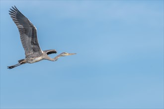Young grey heron