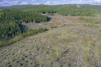 Aerial view over Swedish clearcut area