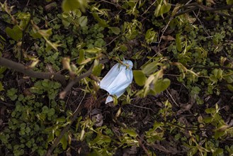 A discarded surgical mask lies in the bushes in Berlin