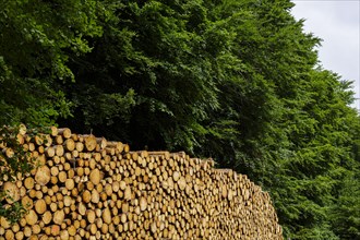 Logs of coniferous wood are stacked in a pile in the forest. Ummanz
