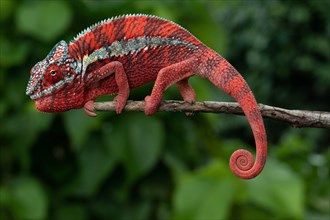 Male panther chameleon