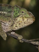 Large chameleon