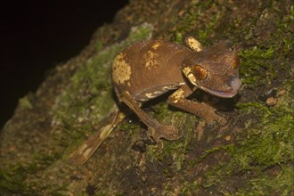 Rare leaf-tailed gecko