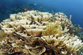 Favia stony coral